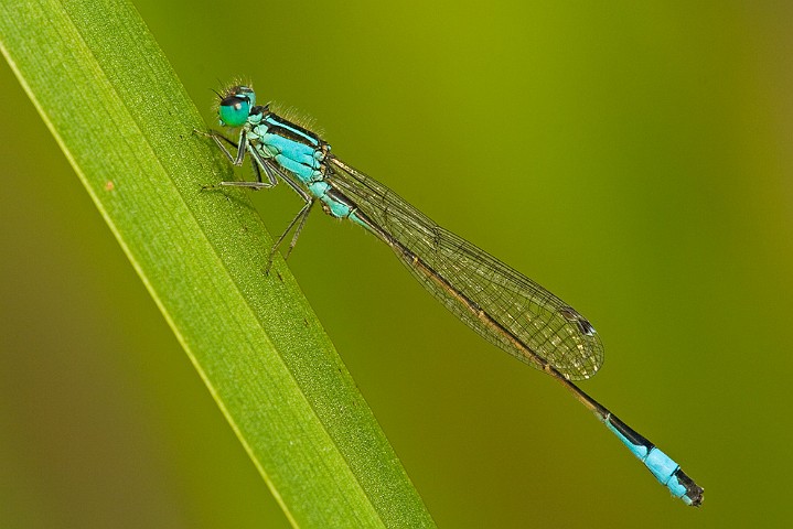 Grosse Pechlibelle Ischnura elegans